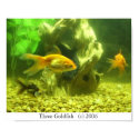 Three Goldfish posters
