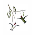Three Green Hummingbirds t-shirts