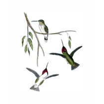 Three Green Hummingbirds t-shirts by GreatSkyPress Three Green Hummingbirds t-shirts
