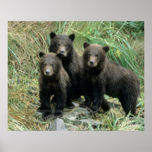 Three Grizzly Bear Cubs or Coys (Cub of the Print