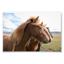 Three horses in a row Photo