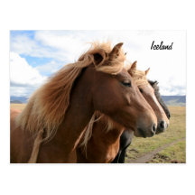 Three horses in a row Postcard