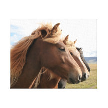 Three horses in a row Wrapped Canvas Stretched Canvas Prints
