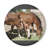 Three Horses magnets