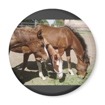 Three Horses Magnets by lifesphere