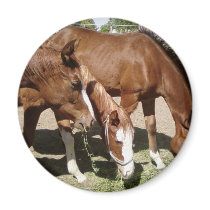 Three Horses magnets