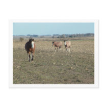 three horses post card