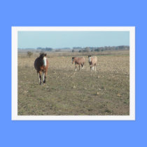 three horses postcards