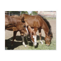 Three Horses postcards by lifesphere Three Horses postcards