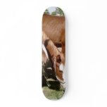 Three Horses Skate Boards