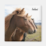 Three Iceland horses in a row Magnet