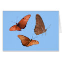 Three Julia Butterflies cards