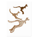 Three kangaroos profile cards