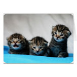 Three Kittens Greeting Card