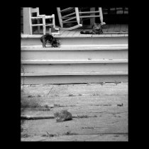 Three Kittens posters by bhbphotos Three Kittens posters
