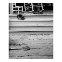 Three Kittens posters by bhbphotos Three Kittens posters