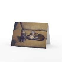 Three Kitties Cards
