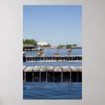 Three lazy pelicans. posters