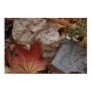 Three Leaves