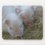 Three Little Pigs