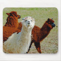 Three Llamas Mousepad