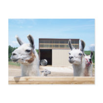 THREE LLAMAS postcards