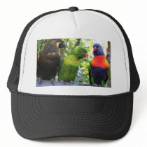 Three Lorikeets hats