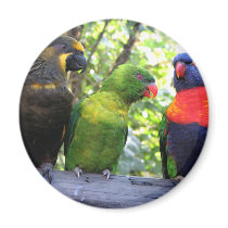 Three Lorikeets magnets