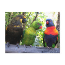 Three Lorikeets postcards
