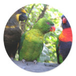 Three Lorikeets Stickers