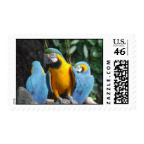 Three Macaw postage