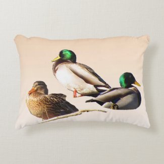 Three Mallard Ducks Accent Pillow