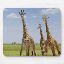 three Masai giraffes, Giraffa camelopardalis Mouse Pad