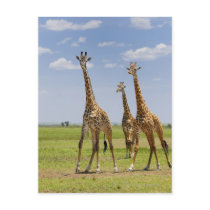 three Masai giraffes, Giraffa camelopardalis Postcards