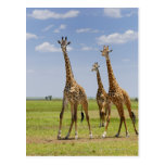 three Masai giraffes, Giraffa camelopardalis Postcards