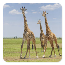 three Masai giraffes, Giraffa camelopardalis Sticker