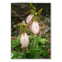 Three moccasin flowers cards