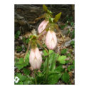 Three moccasin flowers in the woods posters