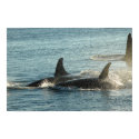 Three Orcas at Sunset posters by OrcaWatcher Three Orcas at Sunset posters