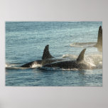 Three Orcas at Sunset posters