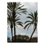 Three Palm Trees