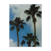 Three Palms Postcard