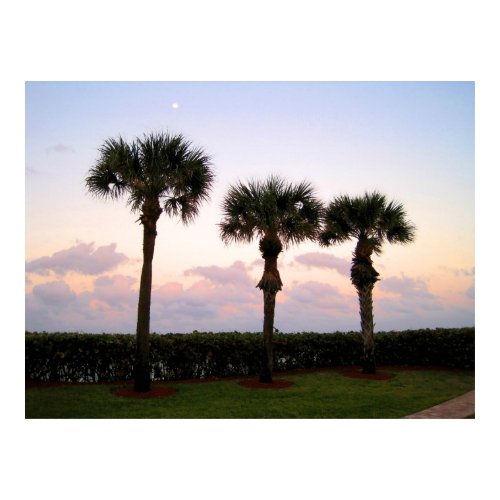 Three Palms under Moon print