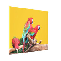 Three parrots in yellow background. stretched canvas prints