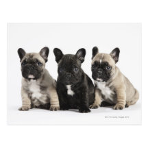 Three Pedigree Puppies Postcard
