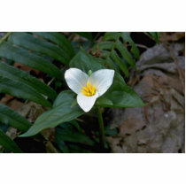 Three Petaled Flowers Photo Sculptures