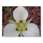 Three Petals