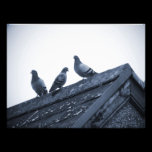 Three Pigeons on a Roof photography