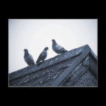 Three Pigeons on a Roof postcards