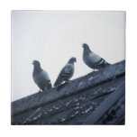 Three Pigeons on a Roof tiles